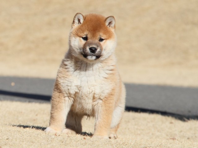 IMG_9139-shibainu-koinu