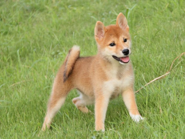 IMG_9156-shibainu-puppy