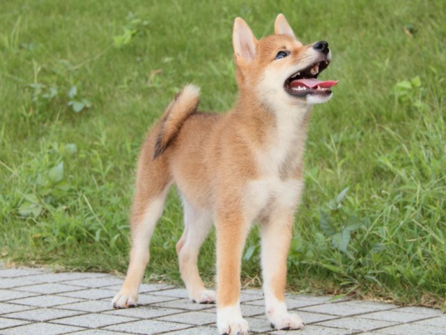 IMG_9172-shibainu-puppy