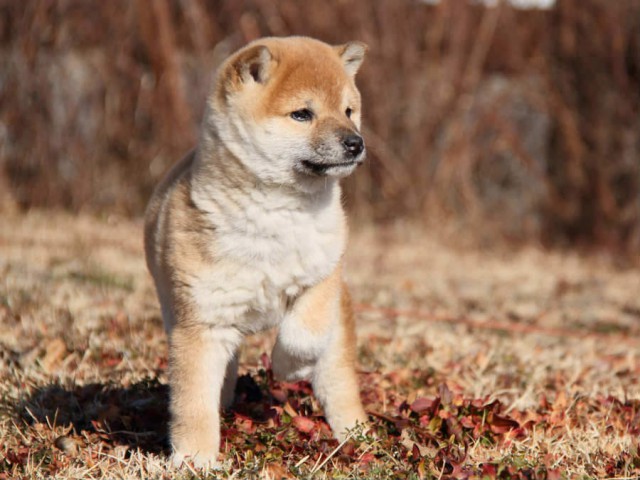 IMG_9172shibainushibainu