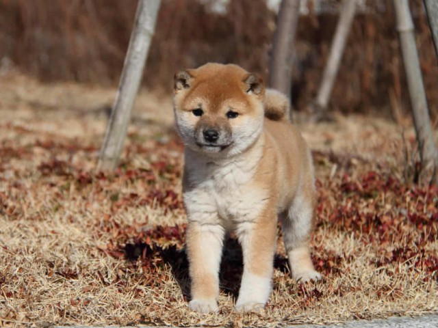 IMG_9188shibainushibainu