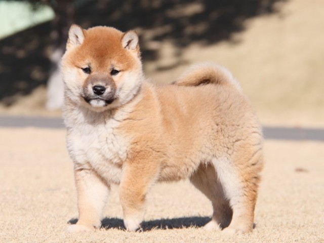 IMG_9193-shibainu-koinu