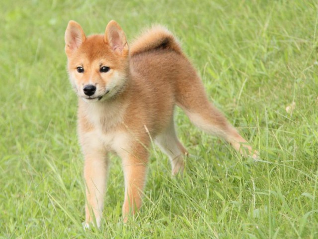 IMG_9209-shibainu-puppy