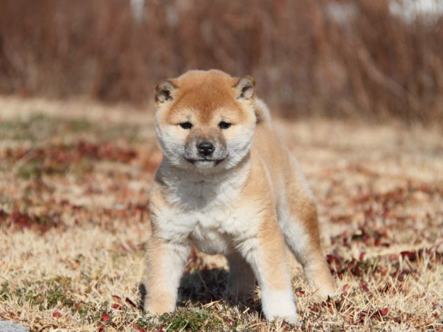 IMG_9213shibainushibainu