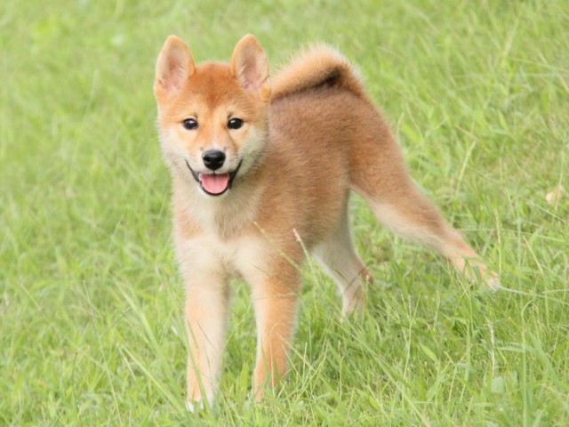 IMG_9215-shibainu-puppy