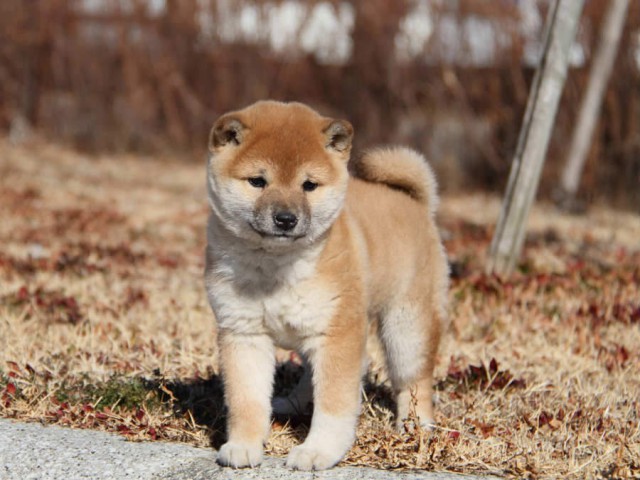 IMG_9222shibainushibainu