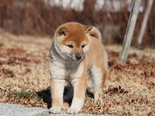 IMG_9224shibainushibainu