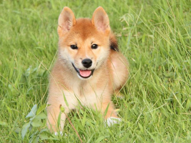 IMG_9225-shibainu-puppy