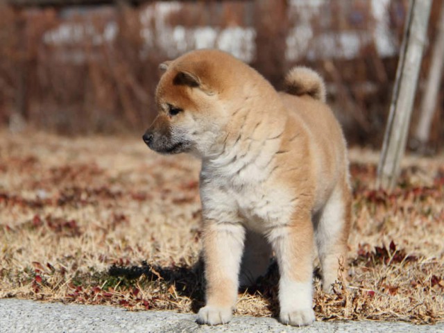 IMG_9229shibainushibainu