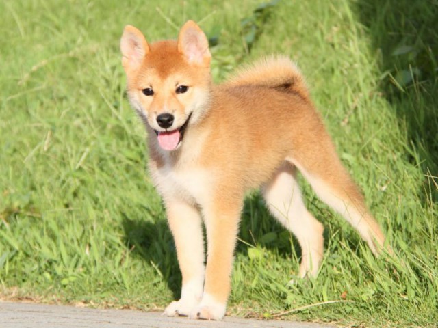 IMG_9231-shibainu-puppy