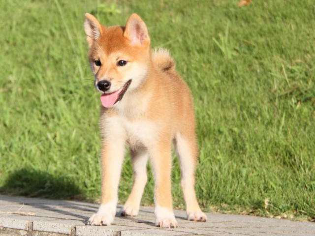 IMG_9234-shibainu-puppy