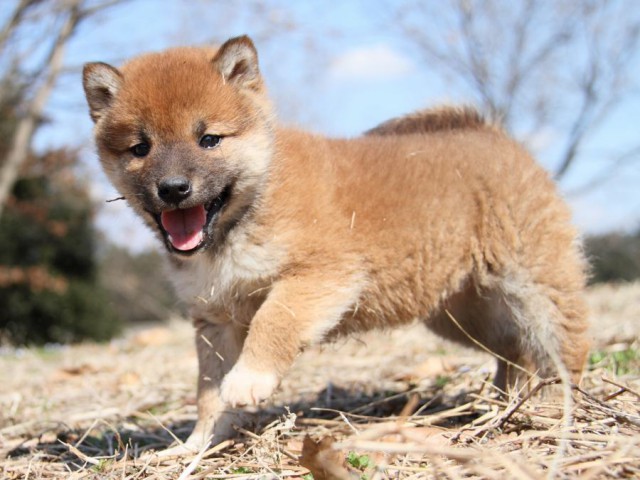 IMG_9294-shibainu-puppy