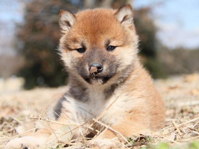 IMG_9315-shibainu-puppy