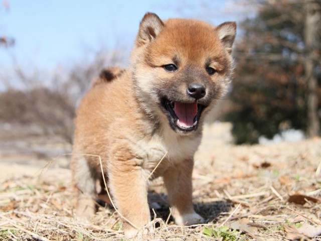 IMG_9326-shibainu-puppy