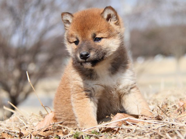 IMG_9345-shibainu-puppy