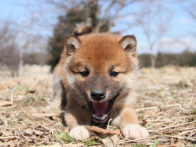 IMG_9377-shibainu-puppy