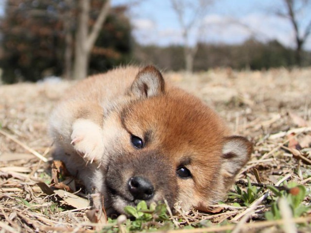 IMG_9384-shibainu-puppy