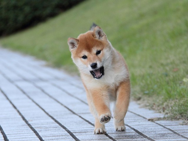 IMG_9435--shibainu Puppy