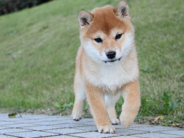 IMG_9452--shibainu Puppy