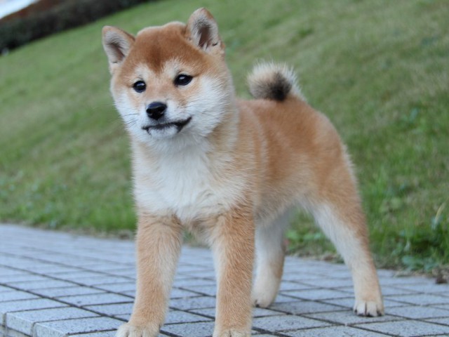 IMG_9535--shibainu Puppy