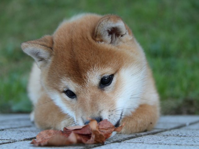 IMG_9550--shibainu Puppy