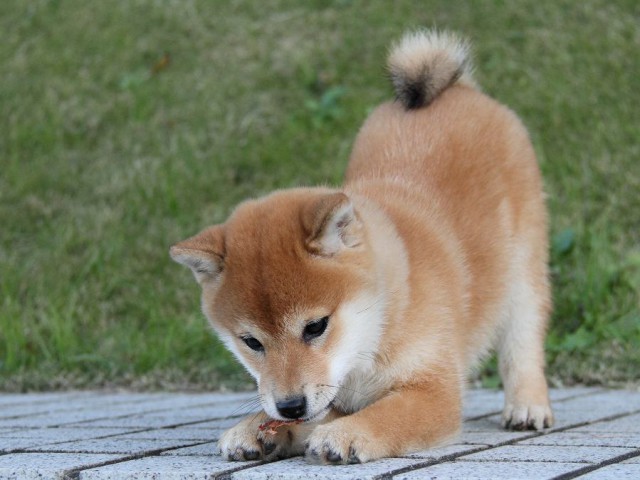 IMG_9606--shibainu Puppy