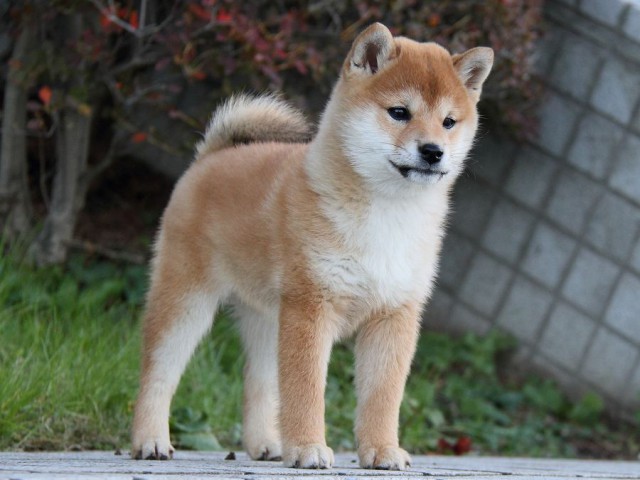 IMG_9651--shibainu Puppy