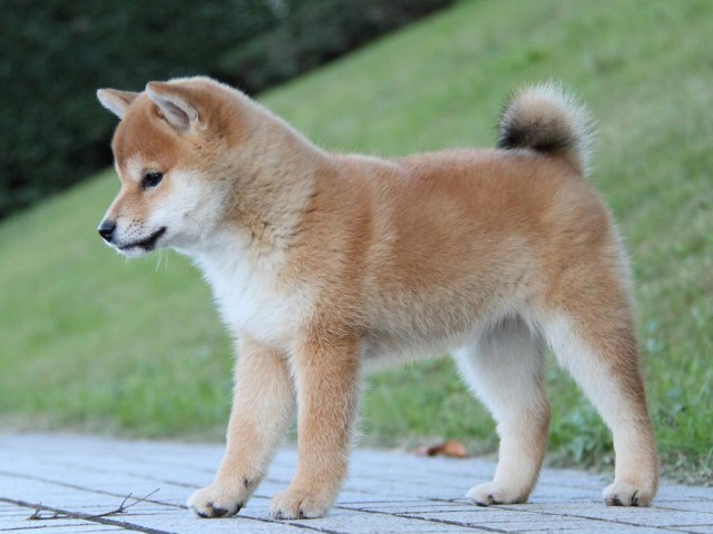 IMG_9671--shibainu Puppy