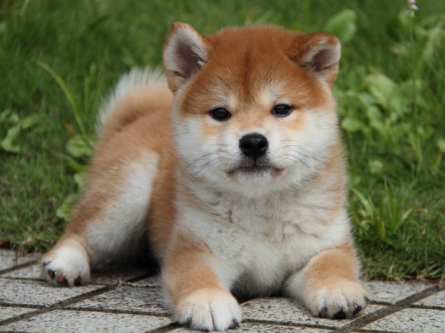 IMG_9710-shibainu-puppy