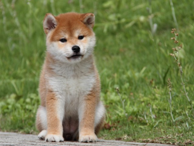 IMG_9748-shibainu-puppy