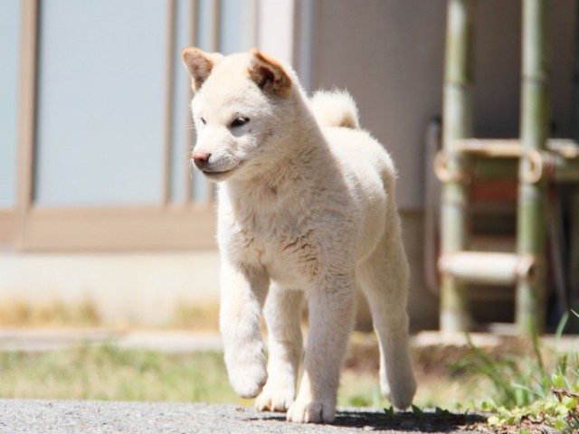 IMG_9779-shibainu-koinu