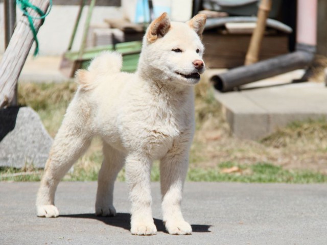 IMG_9876-shibainu-koinu