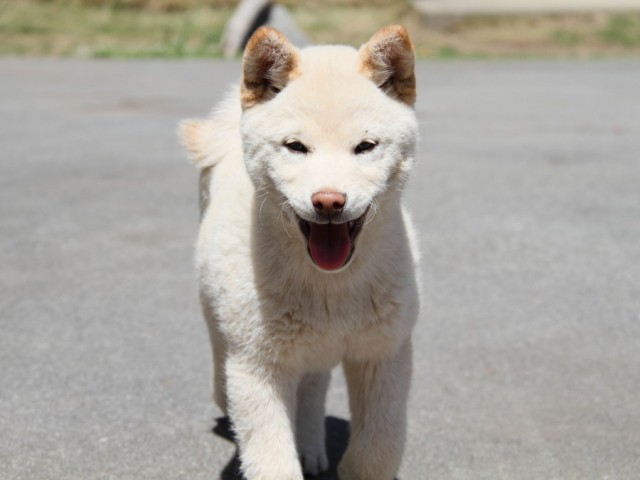 IMG_9887-shibainu-koinu