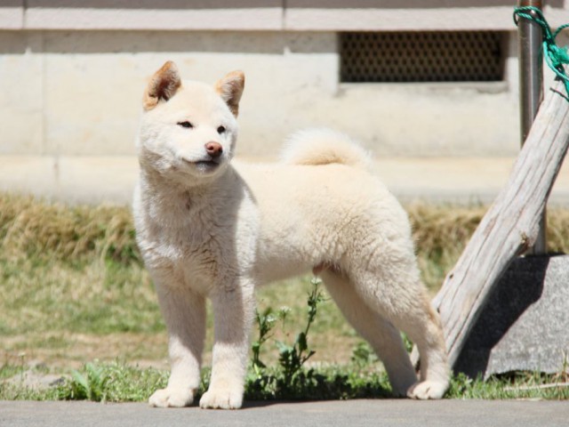 IMG_9902-shibainu-koinu