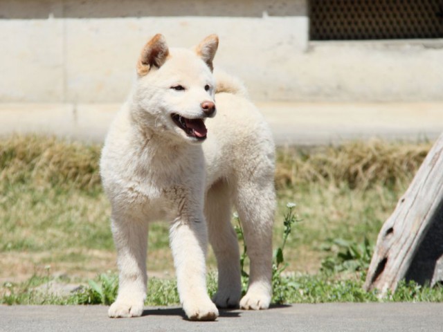 IMG_9905-shibainu-koinu