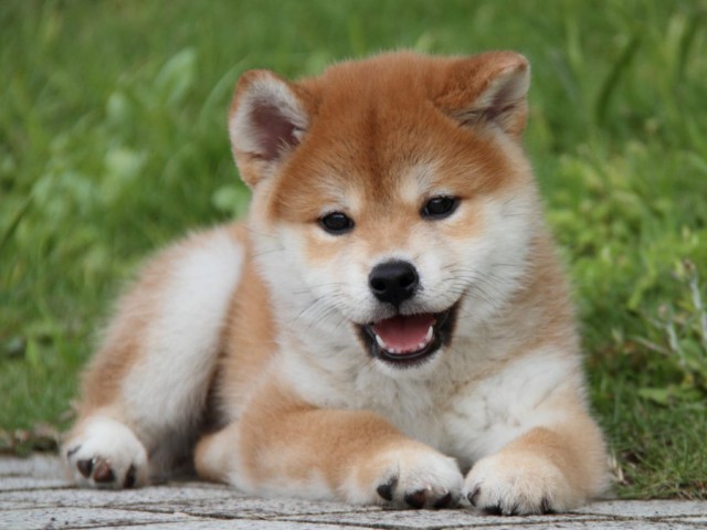 IMG_9928-shibainu-puppy