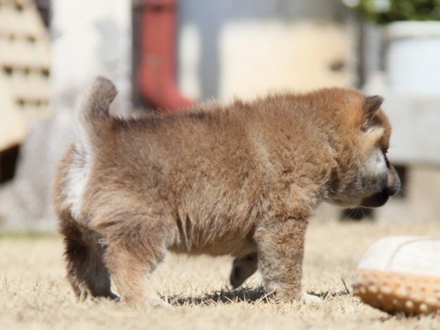 IMG_9986-shibainu-puppy