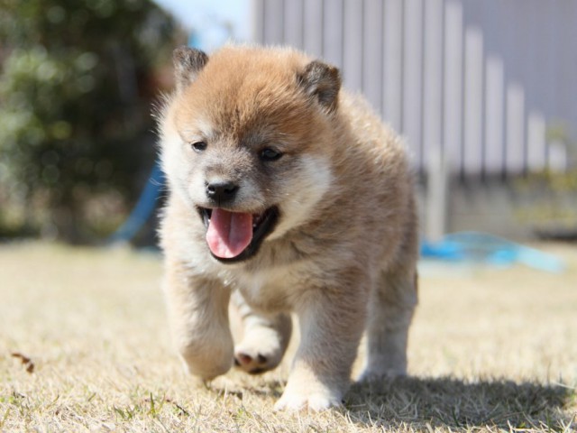 IMG_9994-shibainu-puppy