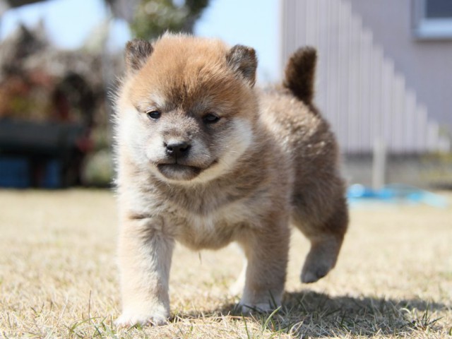 IMG_9995-shibainu-puppy