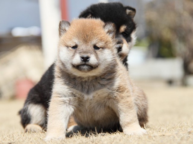 IMG_9999-shibainu-puppy