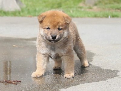 Img_1457-shibainu-puppy-puppy