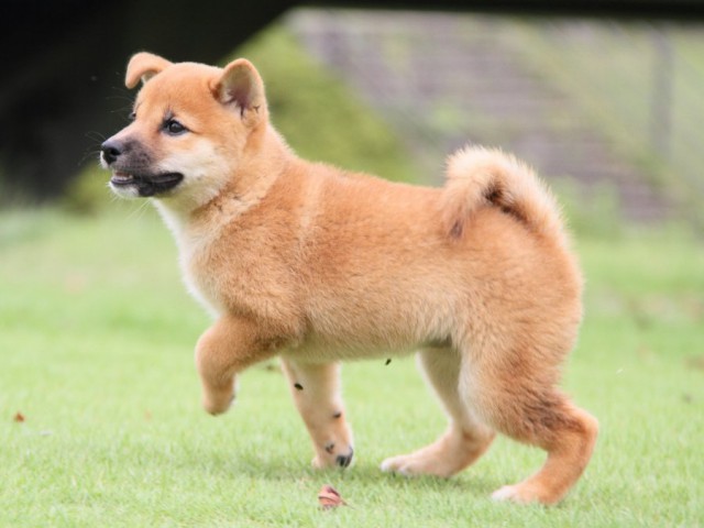 2012-IMG_3290-shibainu