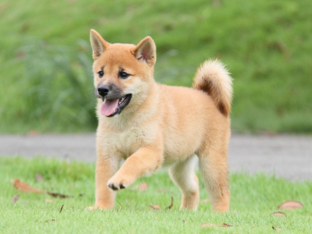 2012-IMG_3352-shibainu