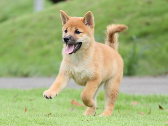 2012-IMG_3354-shibainu