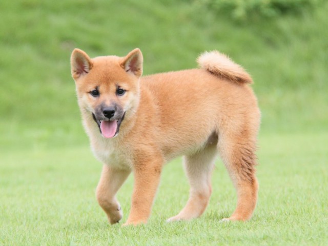 2012-IMG_3376-shibainu