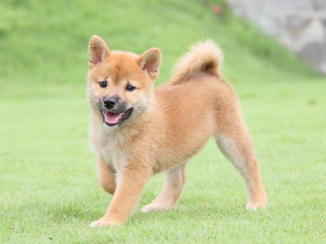 2013-IMG_3470-shibainu