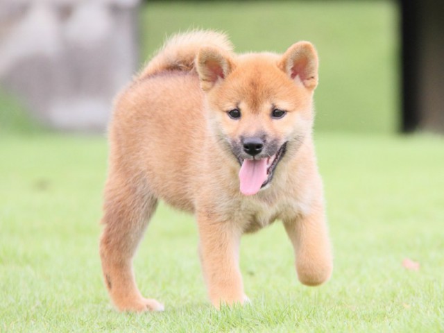 2013-IMG_3490-shibainu