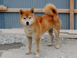 2013.9.19haha-shibainu-koinu