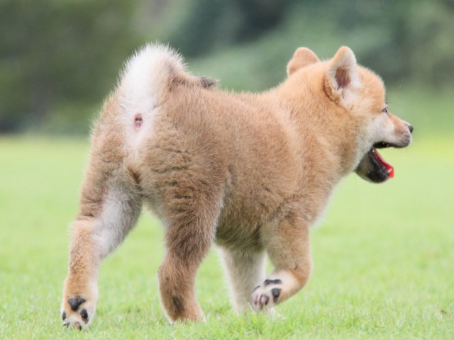 2014-IMG_3094-shibainu