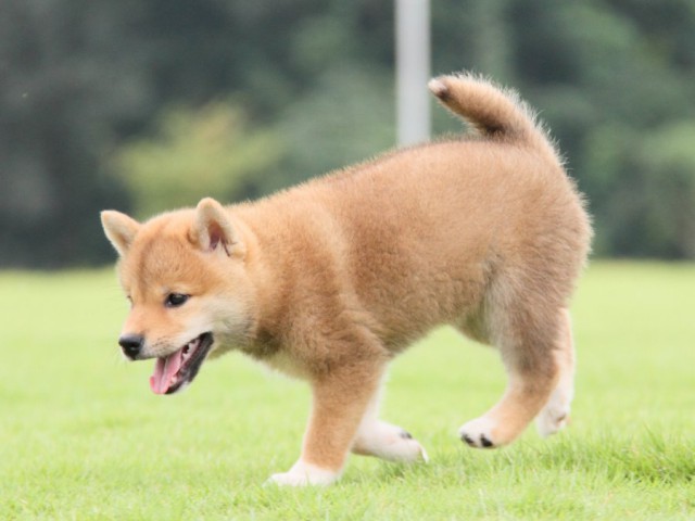 2015-IMG_3025-shibainu